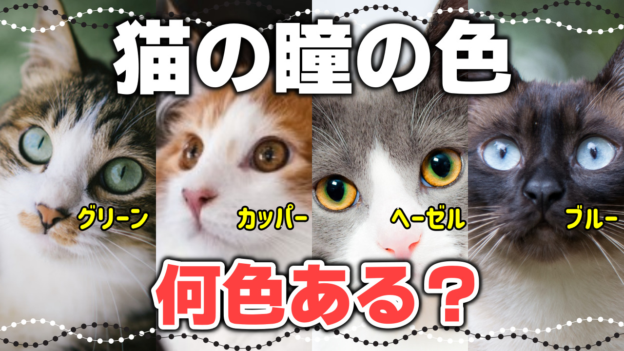 【キジトラの真実】キジトラ猫・キジ白猫の特徴は？白の割合と性格の違い ねこもよ