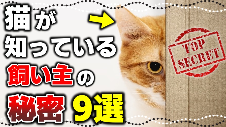 すべてお見通し！猫が知っている飼い主の秘密9選【驚くべき猫の能力